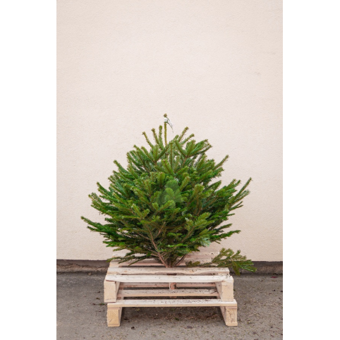 Sapin Nordmann naturel - Petit sapin avec bûche