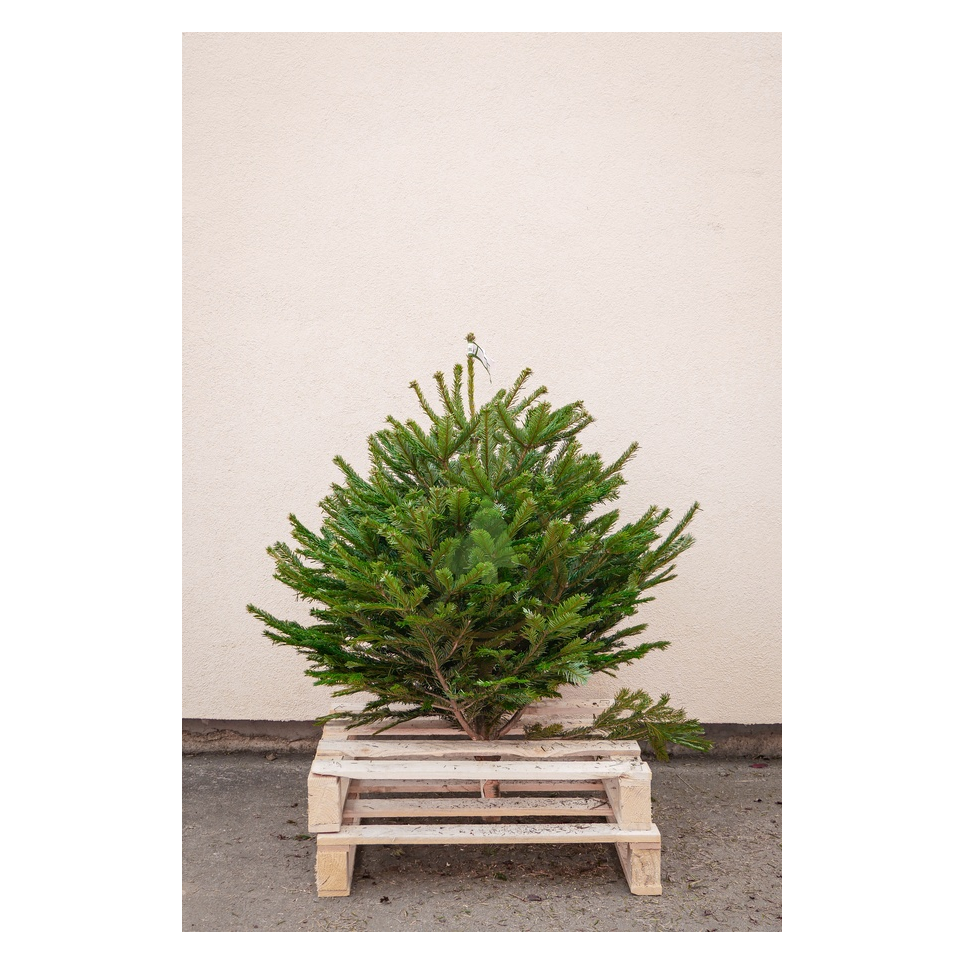 Sapin naturel Nordmann - Petit sapin sans pied