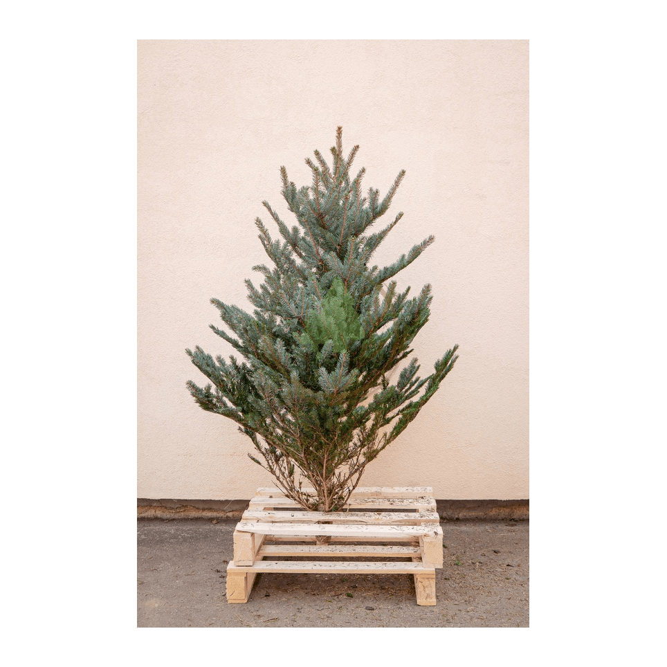 Sapin bleu naturel - Sans pied