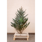 Sapin bleu naturel - Sans pied