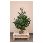 Sapin Nordmann naturel