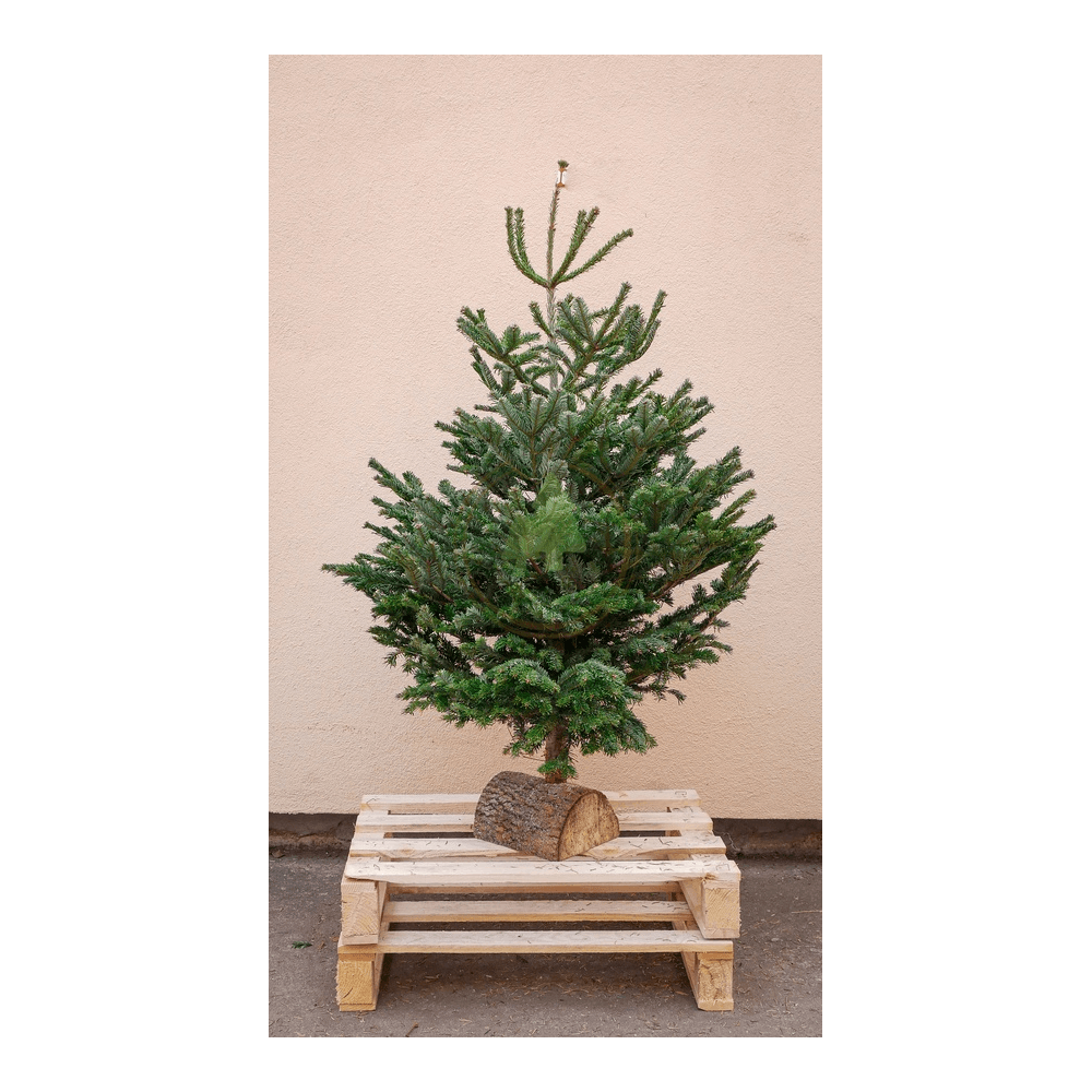 Sapin de Noël Nordmann