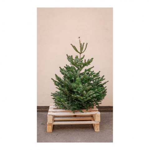 Sapin Nordmann naturel - Petit sapin avec bûche