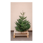 Sapin naturel Nordmann - Moyen sapin sans support