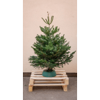 Sapin naturel Nordmann - Moyen sapin avec réservoir d'eau