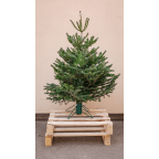 Sapin naturel Nordmann - Moyen sapin avec pied en fer forgé 