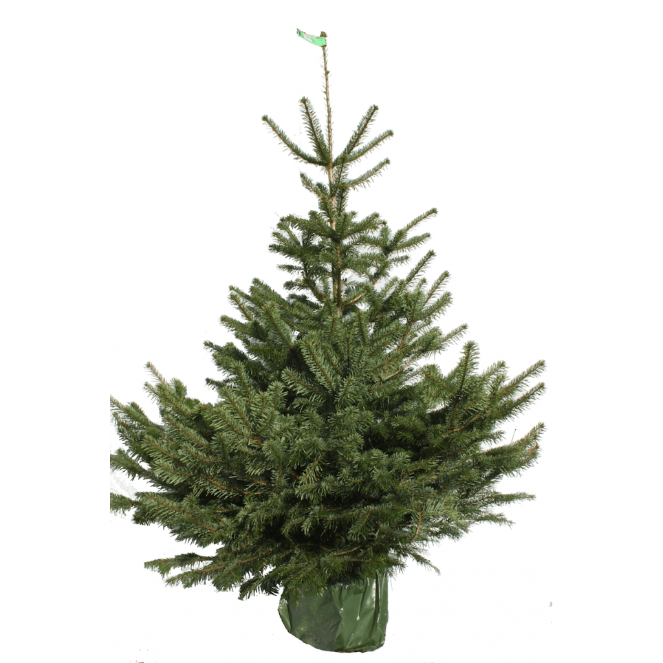Sapin Nordmann en pot | Sapins en pot avec racines | Sapins-Noel.fr