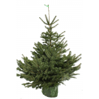 Sapin de Noël naturel NORDMANN en pots - 1M50/1M75