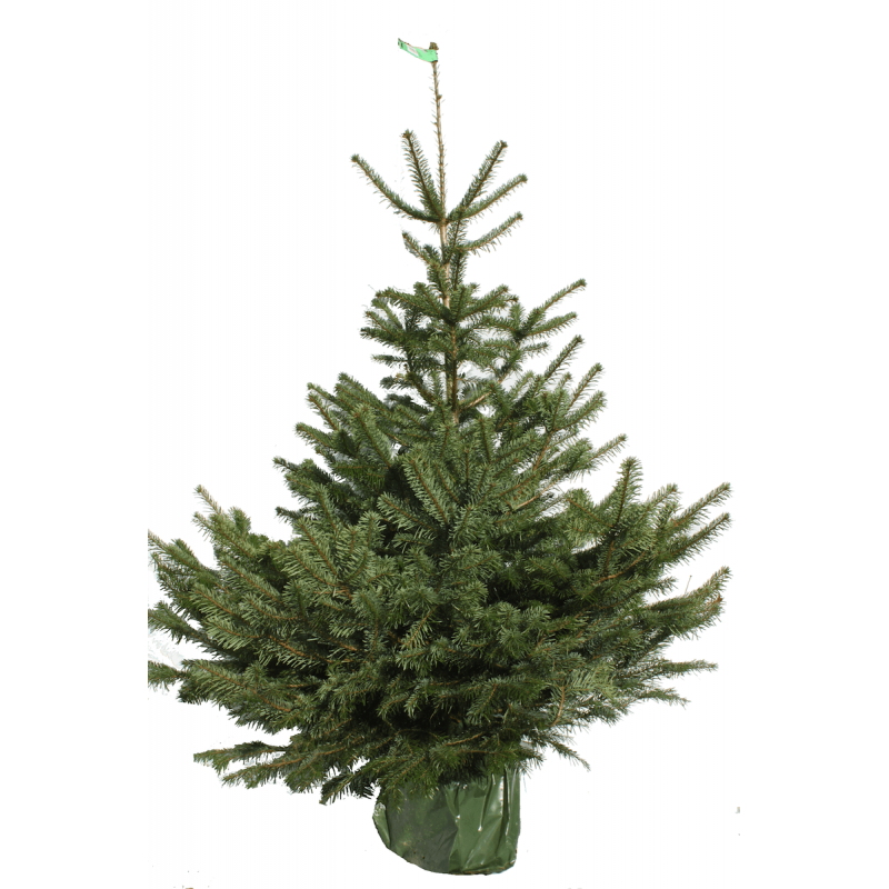  Sapin  de  no l  naturel NORDMANN en pot  Alsabrico SApins 