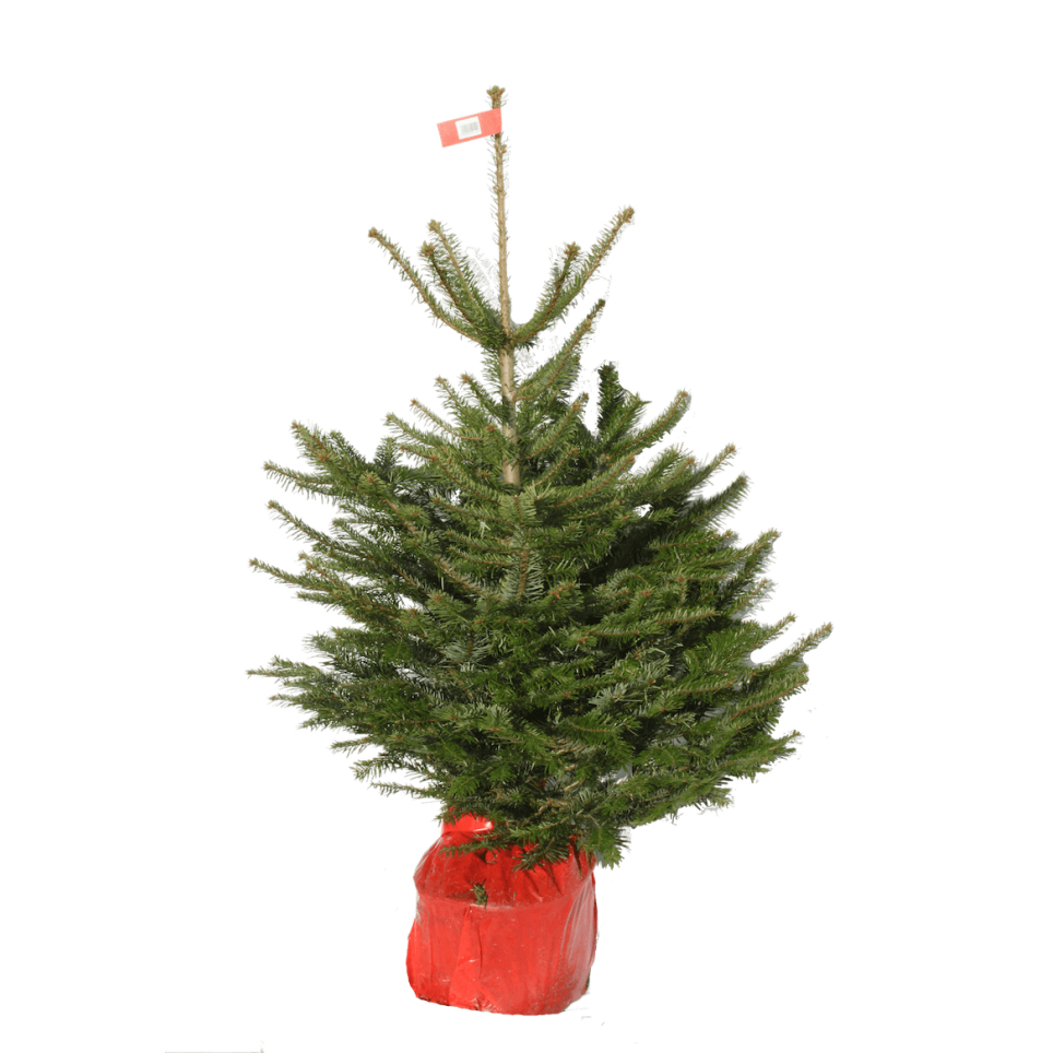 Sapin Nordmann en pot avec racines - Livraison gratuite | Sapins-Noel.fr