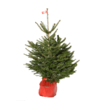 Sapin de Noël naturel NORDMANN en pots - 1M25/1M50