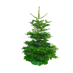 Sapin naturel Nordmann 