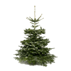 Sapin naturel Nordmann 