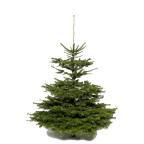 Sapin naturel Nordmann 