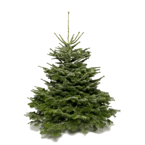Sapin de Noël Nordmann | Sapins de Noël naturel | Sapins-Noel.fr