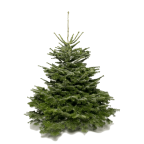 Sapin naturel Nordmann 