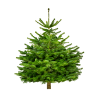 Sapin naturel Nordmann BIO (Origine France)