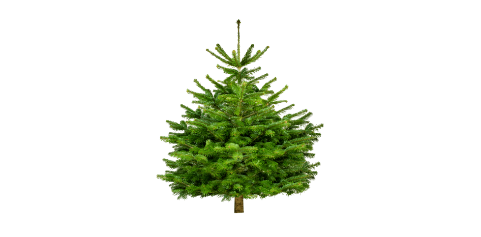 Nos Sapins de Noël