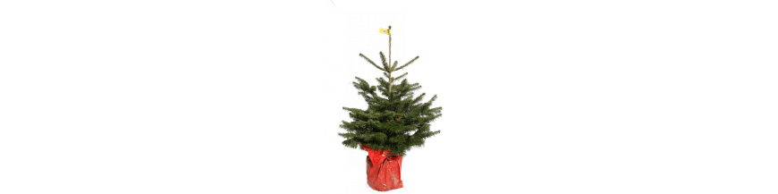 Sapins en pot | Sapins de Noël en pot | Sapins-Noel.fr