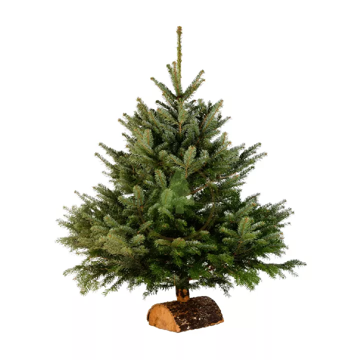 Sapins-Noel.fr
