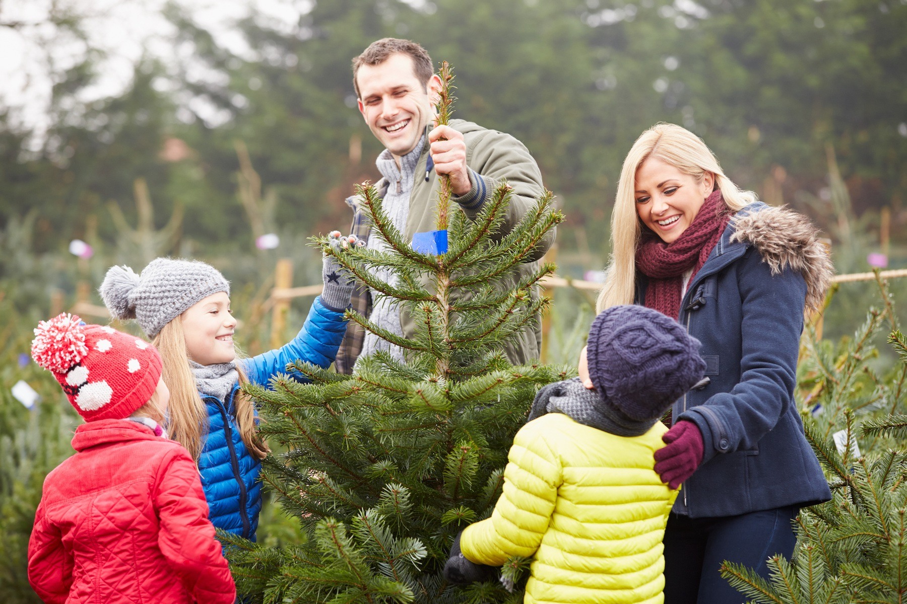 Vente de sapin de noel pour association